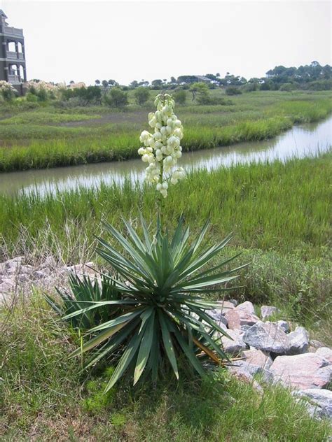 Yucca Plant Guide – HomeDecorish