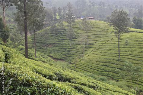 Tea Gardens in India Stock Photo | Adobe Stock