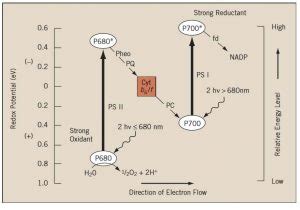 z-scheme - Study Solutions