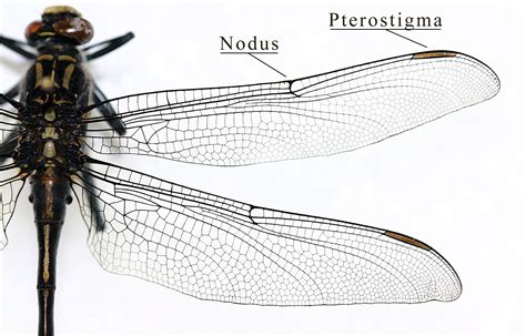 Insect wings, Insects, Dragonfly wings