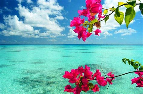 Beach Flower Wallpapers - Top Free Beach Flower Backgrounds - WallpaperAccess