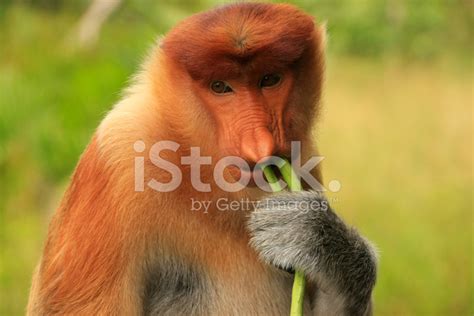 Portrait Of Proboscis Monkey Eating, Borneo, Malaysia Stock Photo | Royalty-Free | FreeImages