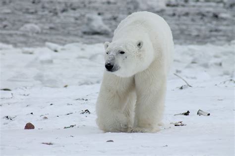 Ours polaire : description de l'ours blanc + photos - Instinct animal