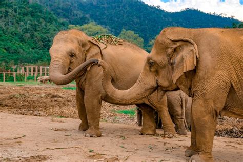 Visiting Elephant Nature Park in Chiang Mai - Explore Shaw