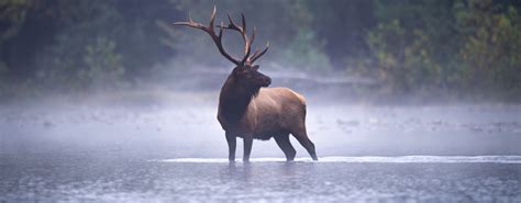 The 10 emblematic animals of Canada to discover during your stay