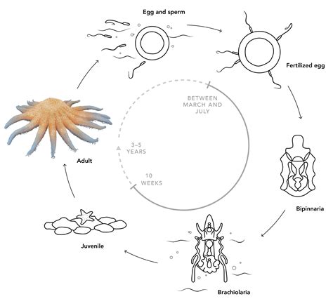 Sunflower Sea Star | The Mysterious World of Bull Kelp