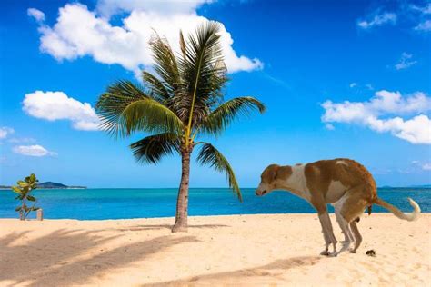 19 Best Funny Zoom Virtual Backgrounds To Use On Your Next Call | Background images, Beach ...