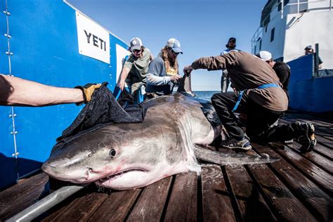 How To (Legally) Catch a Great White Shark