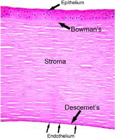 H&E showing a normal cornea. The cornea has five layers. The surface ...