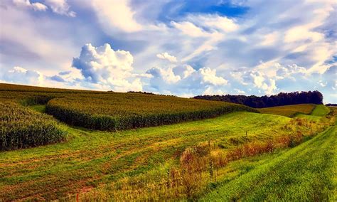 Iowa Cornfield Photograph by Mountain Dreams