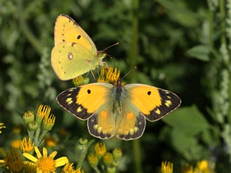 Clouded Yellow | Butterfly Conservation