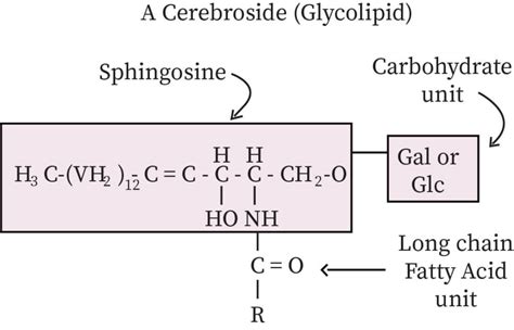 Glycolipid Chemical Structure