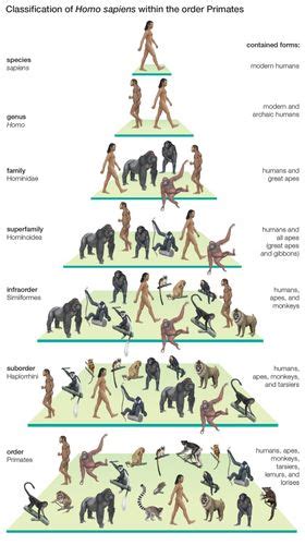 Human muscle system - Evolutionary context | Britannica