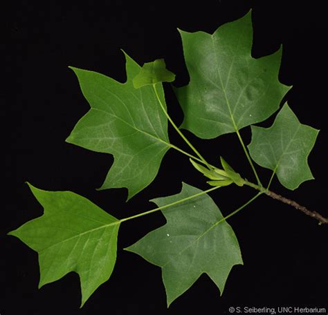 Plant Information Center - Liriodendron tulipifera