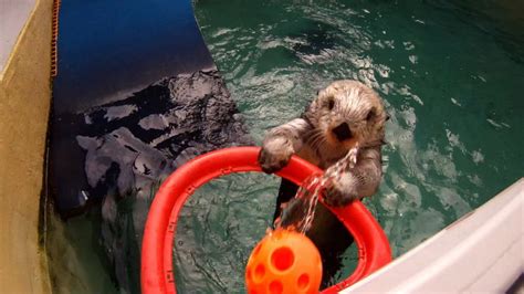 Oregon Zoo sea otter learns to shoot hoops: new video | OregonLive.com