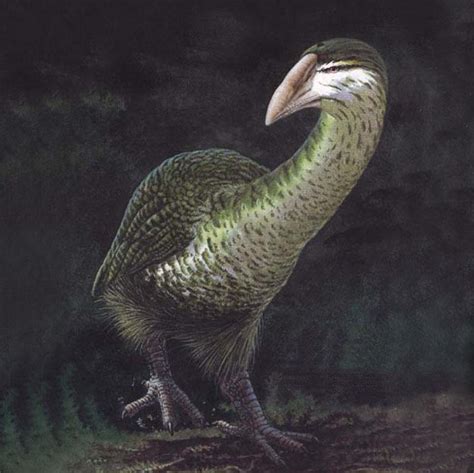 Extinct New Zealand Birds