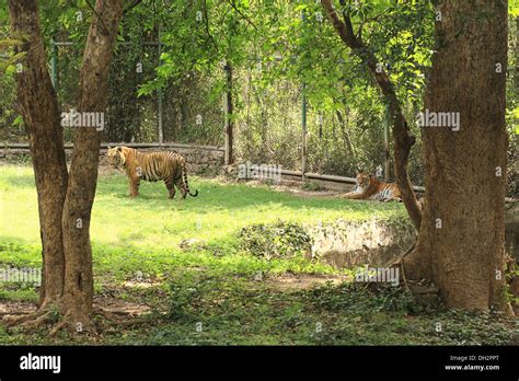 Wildlife in jharkhand hi-res stock photography and images - Alamy