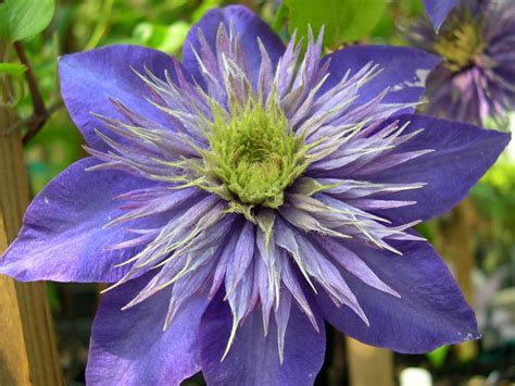 Clematis Multi Blue Care / Krukodlad Klematis 'Multi Blue' | Wexthuset ...