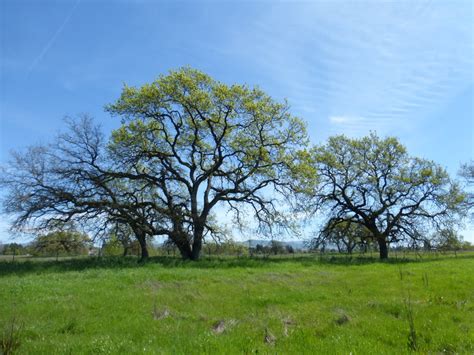 Valley oak, Quercus lobata – Biodiversity Atlas of LA