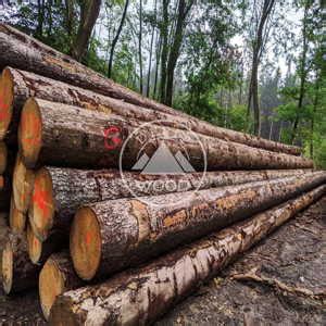 Quality Spruce logs from Europe for worldwide export at best rates