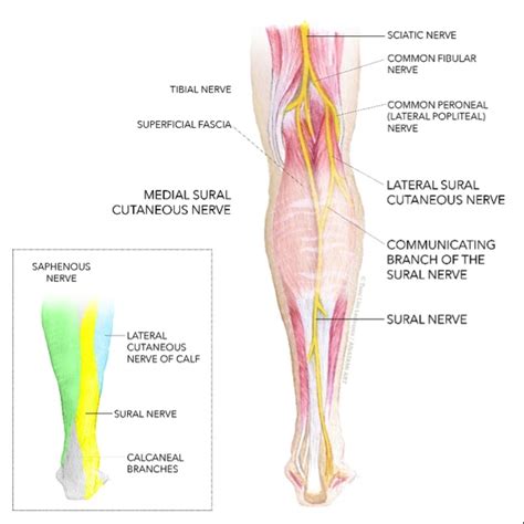 Sports Injury Bulletin - Diagnose & Treat - Uncommon injuries: sural ...