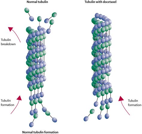 Docetaxel Mechanism Of Action Prostate Cancer - RachelCascarret