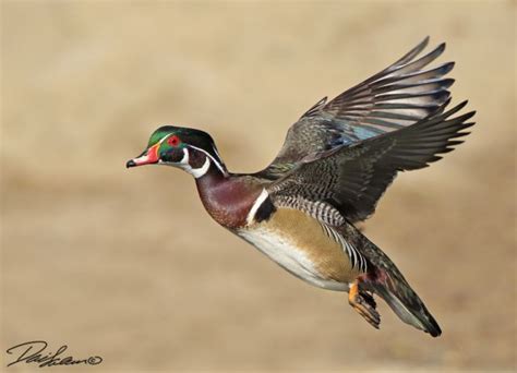 Wood Duck in Flight - FM Forums