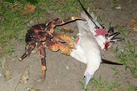 Giant coconut crab sneaks up on a sleeping bird and kills it | New ...