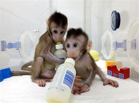 Latest and exclusive on china's cloned monkeys! wanna know how zhong ...