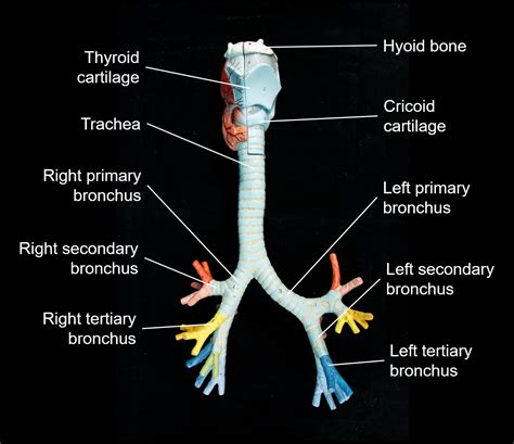 Bronchial Tree Model Respiratory System Anatomy Medic - vrogue.co