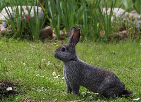 Nature Easter Animals Gray Hare Rabbit Hare-20 Inch By 30 Inch Laminated Poster With Bright ...