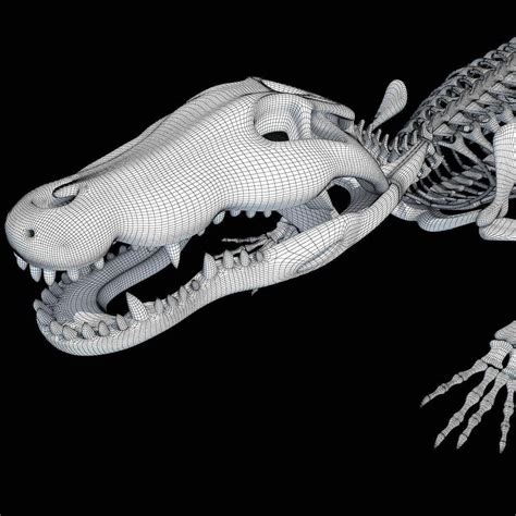 Crocodile Skeleton - 3D Model by 3D Horse