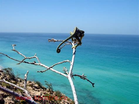 Socotra’s Wild Beaches