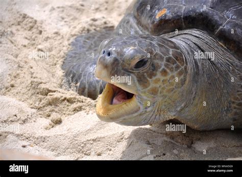 Turtle With Open Mouth Stock Photo - Alamy