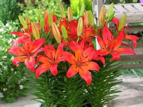 Oriental Lily - Database Plants