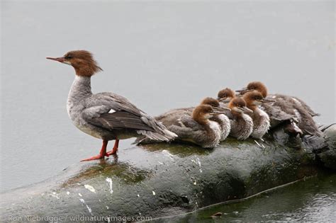 Common Merganser | Photos by Ron Niebrugge