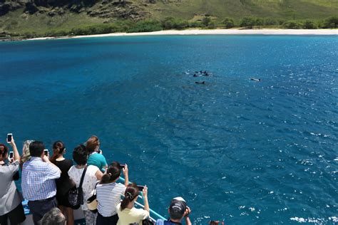 West Oahu Dolphin Watching Tour - Hawaii Travel Guide