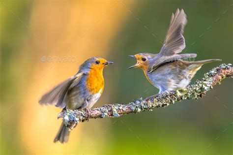 Parent Robin bird feeding young Stock Photo by CreativeNature_nl ...