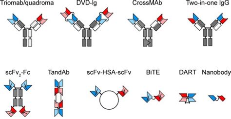 Bispecific Antibody | Sino Biological