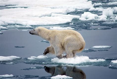 “The poster child for climate change”: Study predicts polar bears will die off within 80 years ...