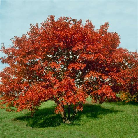 Flame Amur Dwarf Maple Trees for Sale | FastGrowingTrees.com