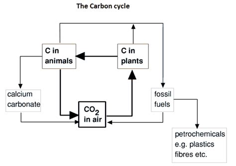 Oxygen And Carbon Dioxide Cycle Simple