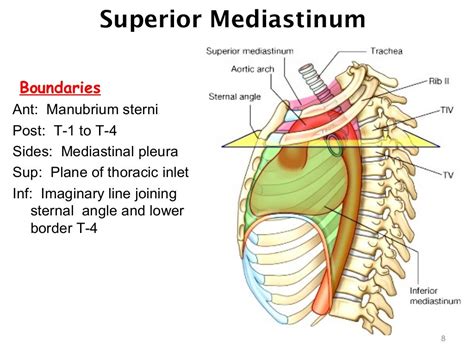 mediastinum