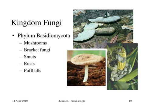 PPT - Kingdom Fungi PowerPoint Presentation, free download - ID:2008277