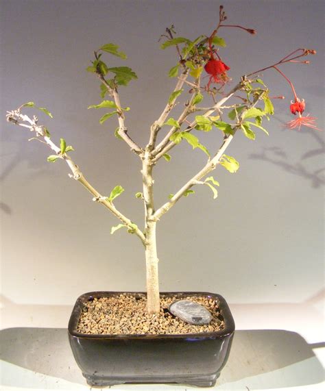 Flowering Hibiscus Bonsai Tree - Red Chinese Lantern(hibiscus grandidieri)