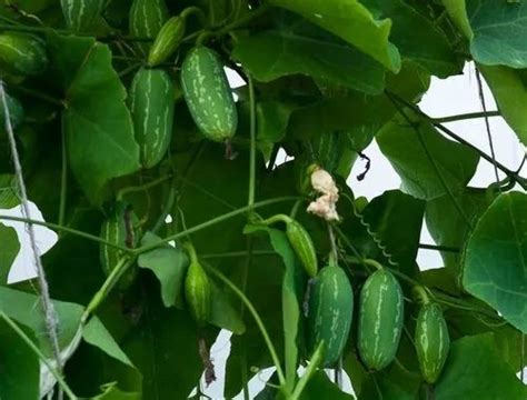 A Grade Green Ivy Gourd / Kundri, Carton, 50 Kg at Rs 12/kg in Midnapore | ID: 22363050848