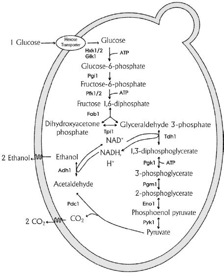 Ethanol Fermentation Diagram