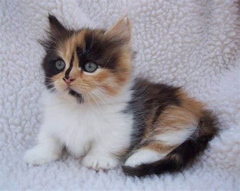 Munchkin Cats For Sale | Phoenix, AZ #267535 | Petzlover