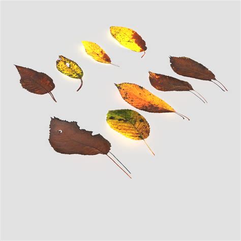 ArtStation - Dry Cherry Leaves Pack | Resources