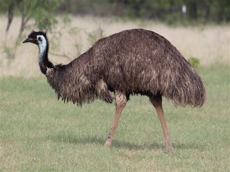 How long do emus live